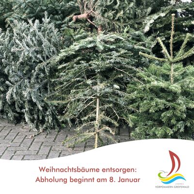 Weihnachtsbäume entsorgen: Abholung beginnt am 8. Januar